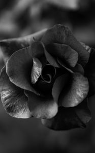 Preview wallpaper rose, flower, bw, macro, closeup