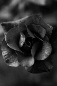 Preview wallpaper rose, flower, bw, macro, closeup