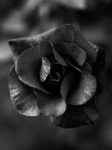 Preview wallpaper rose, flower, bw, macro, closeup