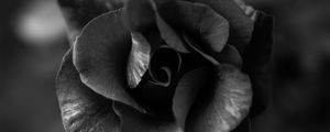Preview wallpaper rose, flower, bw, macro, closeup