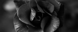 Preview wallpaper rose, flower, bw, macro, closeup