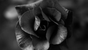 Preview wallpaper rose, flower, bw, macro, closeup