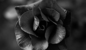 Preview wallpaper rose, flower, bw, macro, closeup