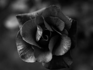 Preview wallpaper rose, flower, bw, macro, closeup