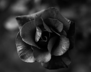 Preview wallpaper rose, flower, bw, macro, closeup
