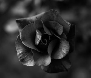 Preview wallpaper rose, flower, bw, macro, closeup