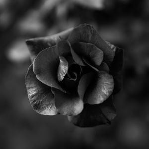 Preview wallpaper rose, flower, bw, macro, closeup