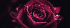 Preview wallpaper rose, flower, close-up, petals
