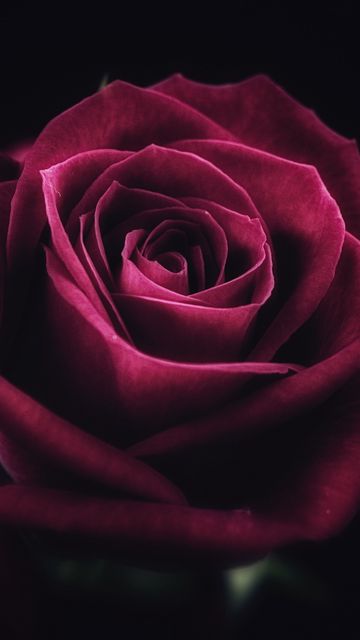 360x640 Wallpaper rose, flower, close-up, petals