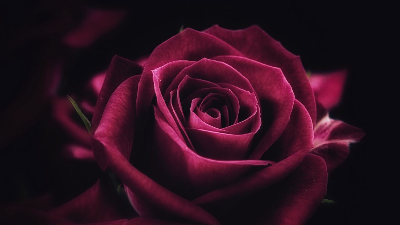 Wallpaper rose, flower, close-up, petals