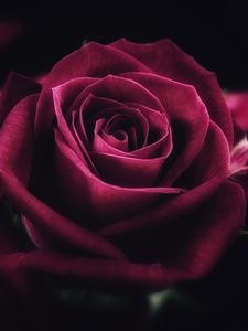 Rose old mobile, cell phone, smartphone wallpapers hd, desktop backgrounds  240x320, images and pictures