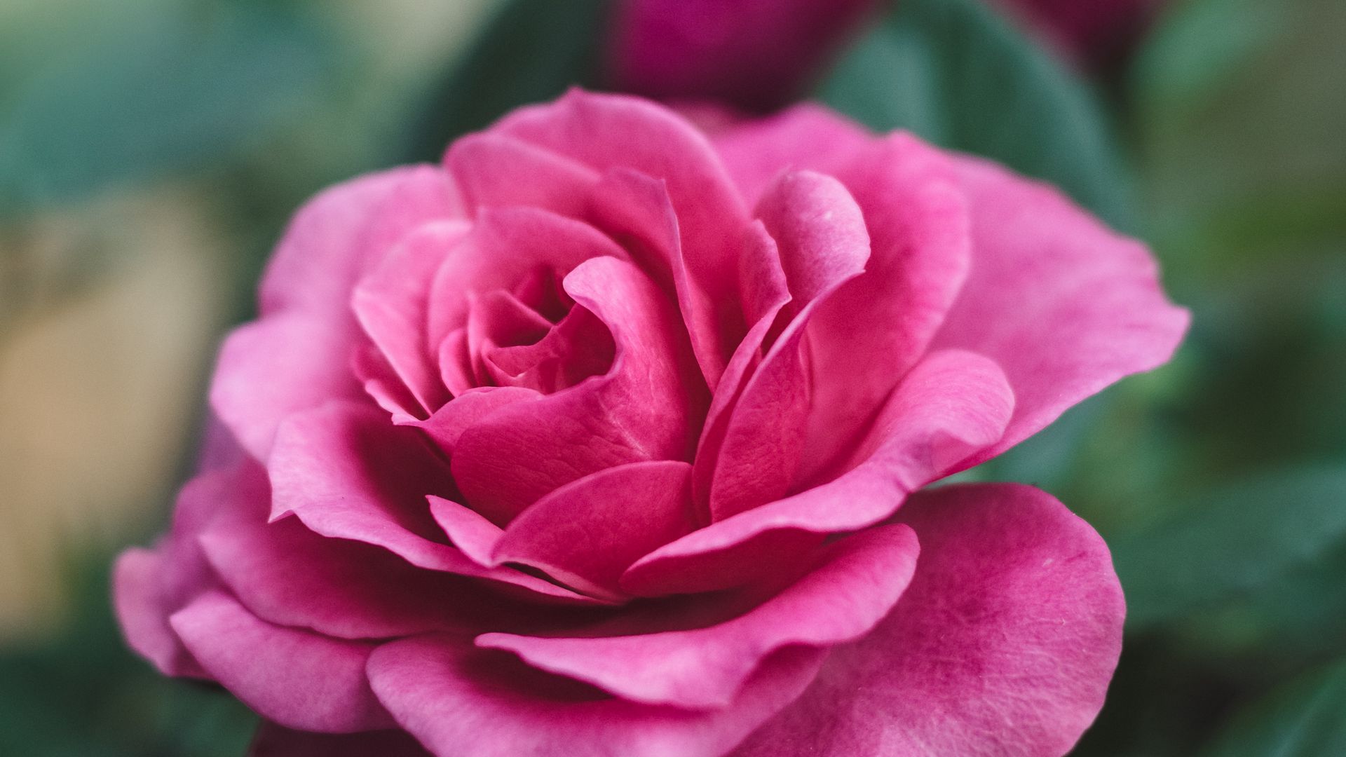 Download wallpaper 1920x1080 rose, flower, closeup, romantic, pink,  beautiful full hd, hdtv, fhd, 1080p hd background