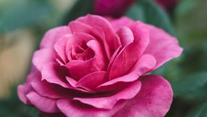 Preview wallpaper rose, flower, closeup, romantic, pink, beautiful