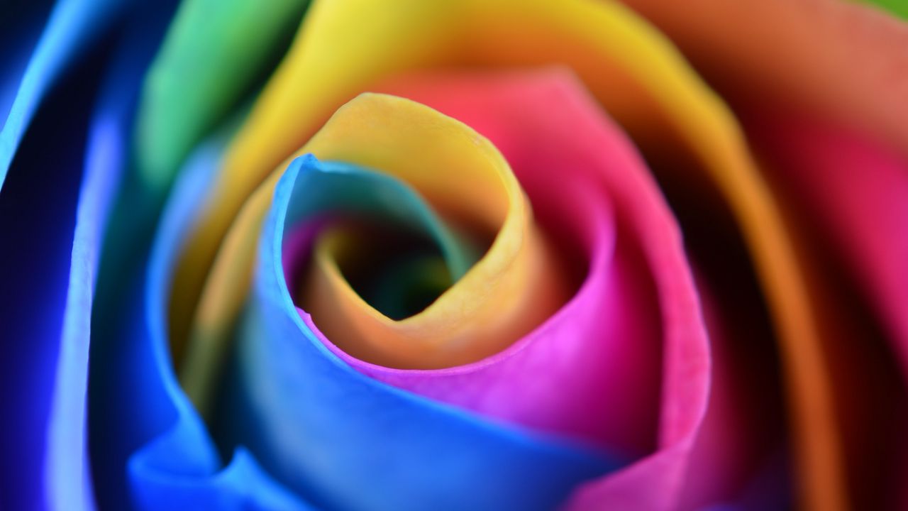 Wallpaper rose, flower, colorful, petals, macro