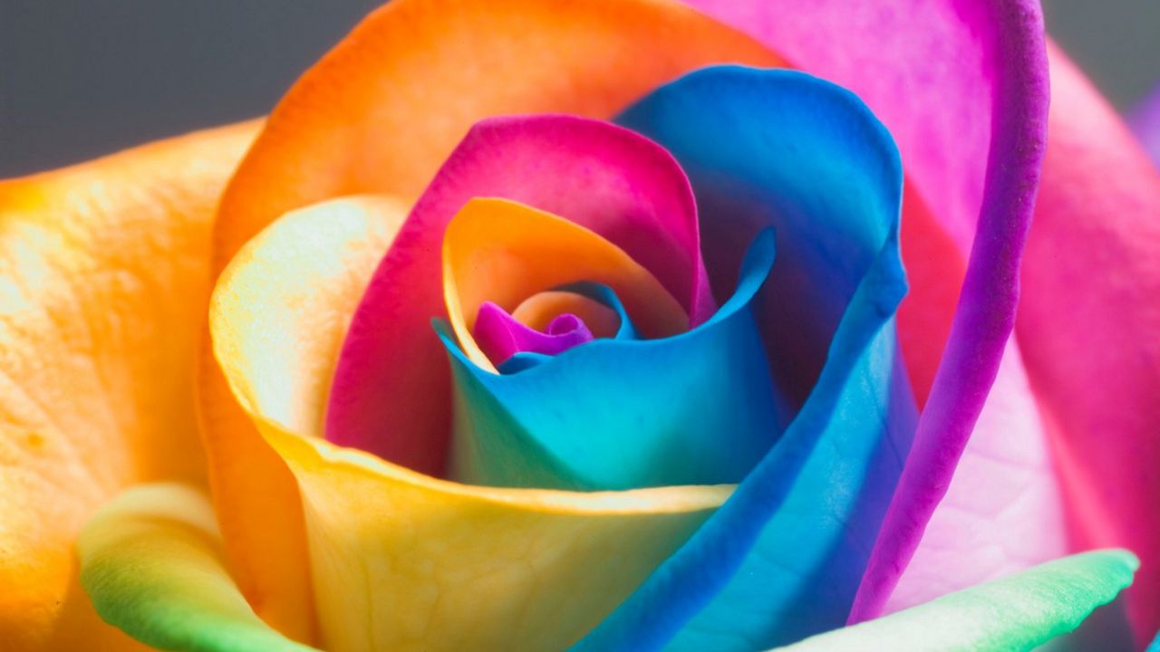 Wallpaper rose, flower, colorful, close-up, petals