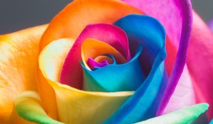 Preview wallpaper rose, flower, colorful, close-up, petals