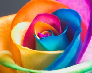 Preview wallpaper rose, flower, colorful, close-up, petals
