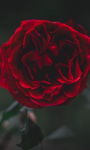 Preview wallpaper rose, flower, dark, frozen, petals, plant