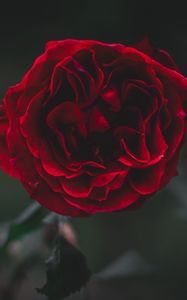 Preview wallpaper rose, flower, dark, frozen, petals, plant