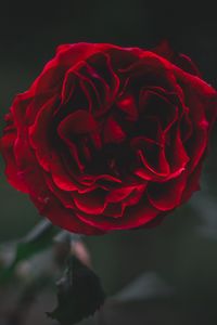 Preview wallpaper rose, flower, dark, frozen, petals, plant