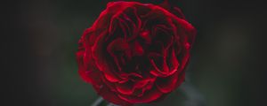 Preview wallpaper rose, flower, dark, frozen, petals, plant