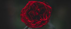 Preview wallpaper rose, flower, dark, frozen, petals, plant