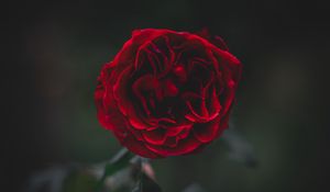 Preview wallpaper rose, flower, dark, frozen, petals, plant