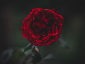 Preview wallpaper rose, flower, dark, frozen, petals, plant