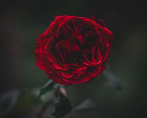 Preview wallpaper rose, flower, dark, frozen, petals, plant