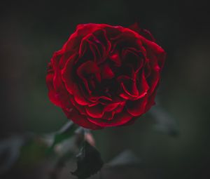 Preview wallpaper rose, flower, dark, frozen, petals, plant