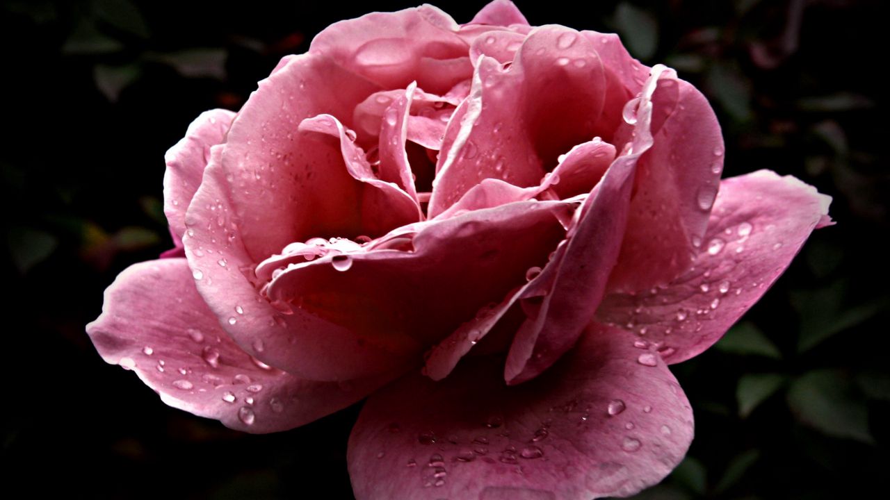 Wallpaper rose, flower, dissolved, pink, close-up, drop