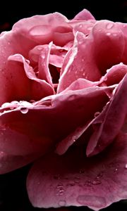 Preview wallpaper rose, flower, dissolved, pink, close-up, drop