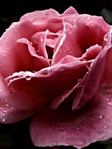 Preview wallpaper rose, flower, dissolved, pink, close-up, drop