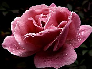 Preview wallpaper rose, flower, dissolved, pink, close-up, drop