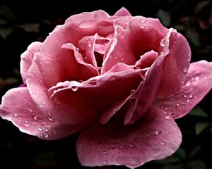 Preview wallpaper rose, flower, dissolved, pink, close-up, drop