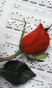 Preview wallpaper rose, flower, drop, notes, music