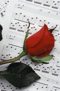 Preview wallpaper rose, flower, drop, notes, music