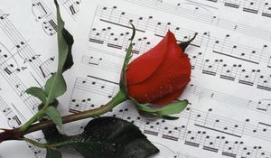 Preview wallpaper rose, flower, drop, notes, music