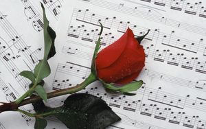 Preview wallpaper rose, flower, drop, notes, music