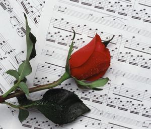 Preview wallpaper rose, flower, drop, notes, music