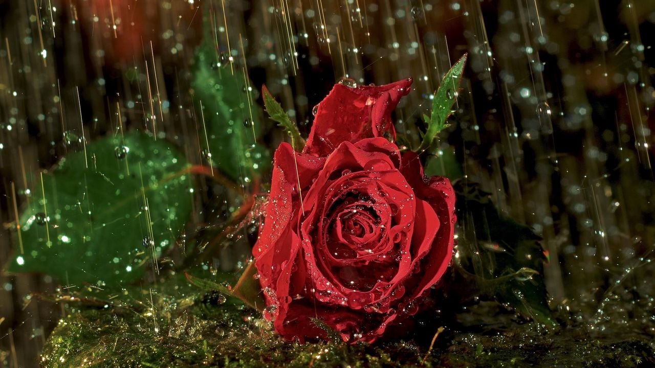 Wallpaper rose, flower, drop, rain, wet