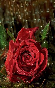 Preview wallpaper rose, flower, drop, rain, wet