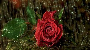 Preview wallpaper rose, flower, drop, rain, wet