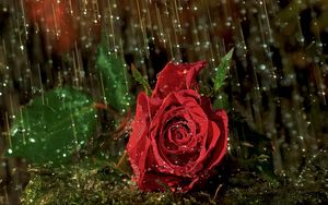 Preview wallpaper rose, flower, drop, rain, wet