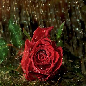 Preview wallpaper rose, flower, drop, rain, wet