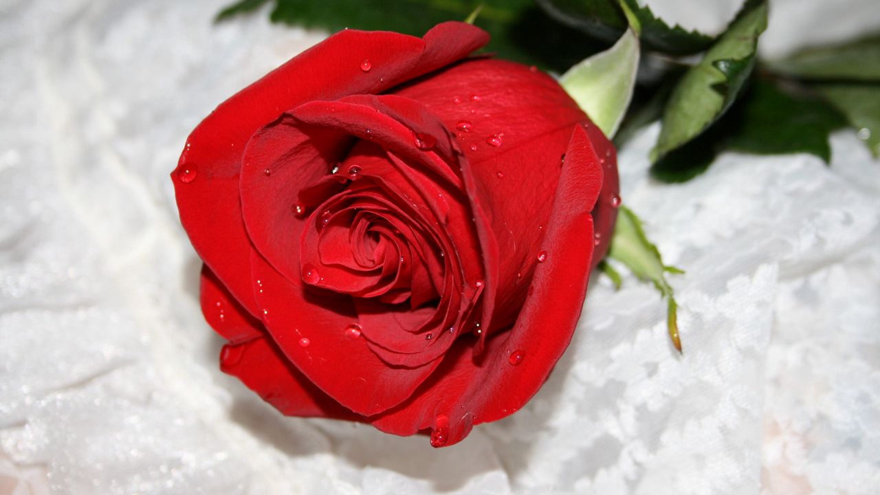 Wallpaper rose, flower drop, bud, bright
