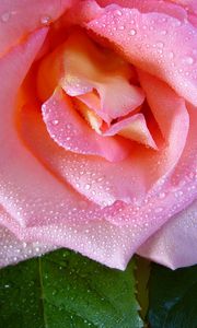 Preview wallpaper rose, flower, drops, dew, bud