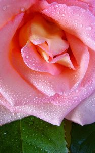 Preview wallpaper rose, flower, drops, dew, bud
