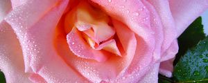 Preview wallpaper rose, flower, drops, dew, bud
