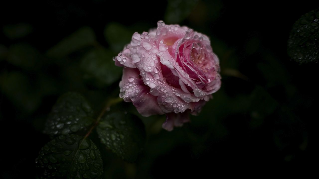 Wallpaper rose, flower, drops, water